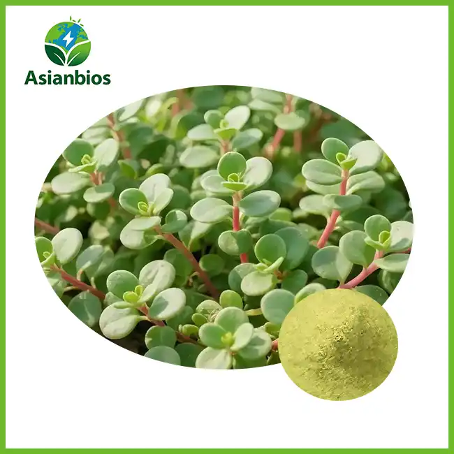 Purslane Herb Powder